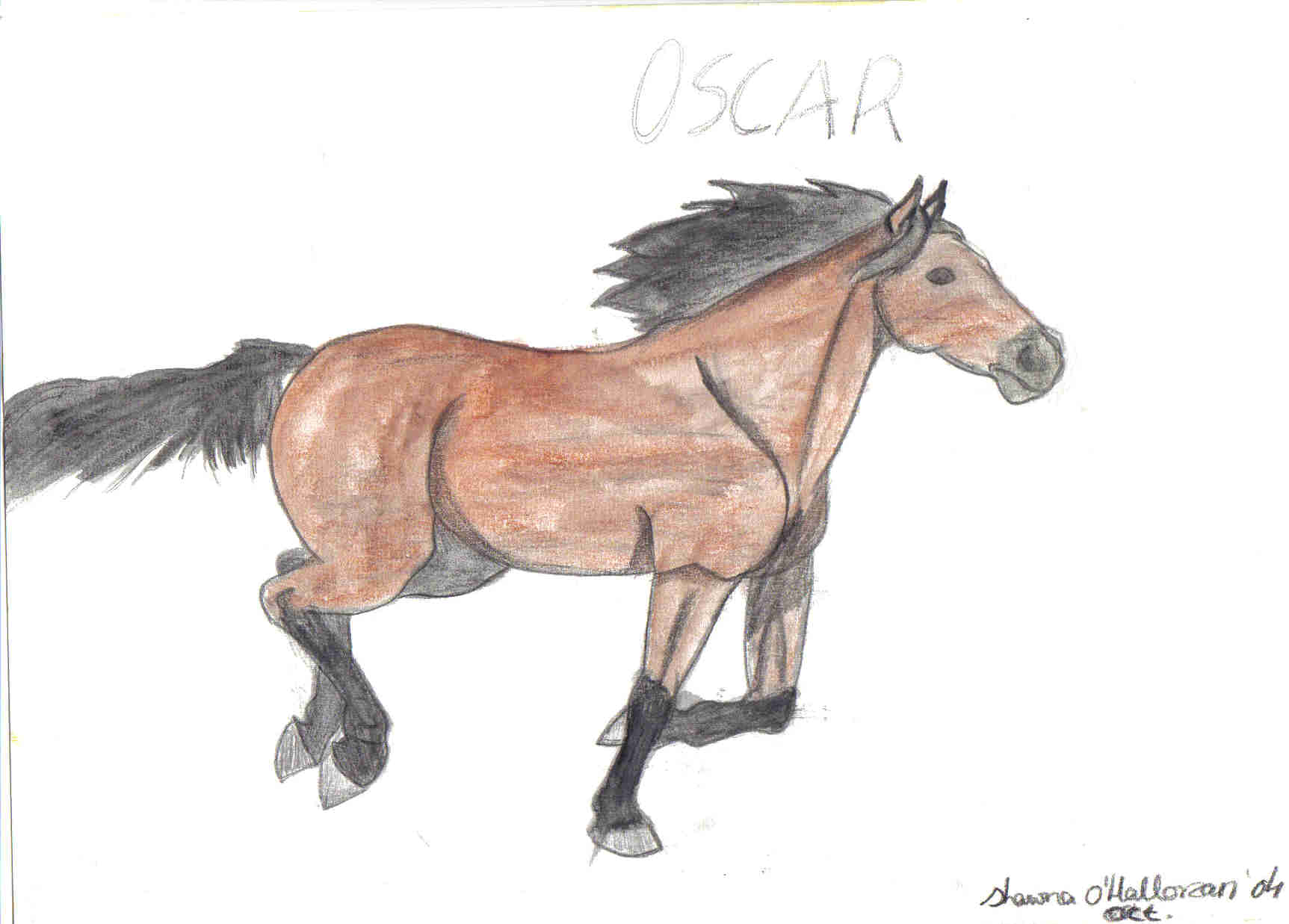 A picture of my horse Oscar, galloping. by Shawna
