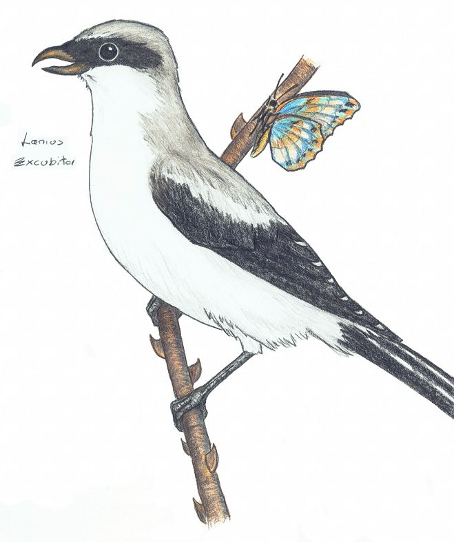 Lanius Excubitor by Shrike