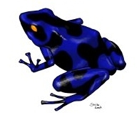 Frog by Shrike