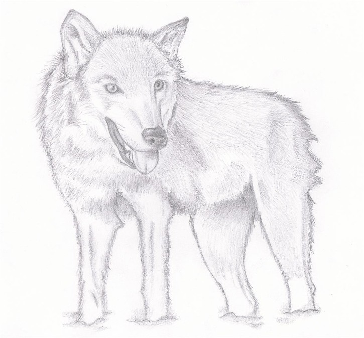 Wolf by SidStillHere