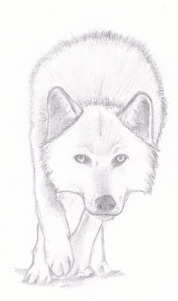 Wolf 2 by SidStillHere