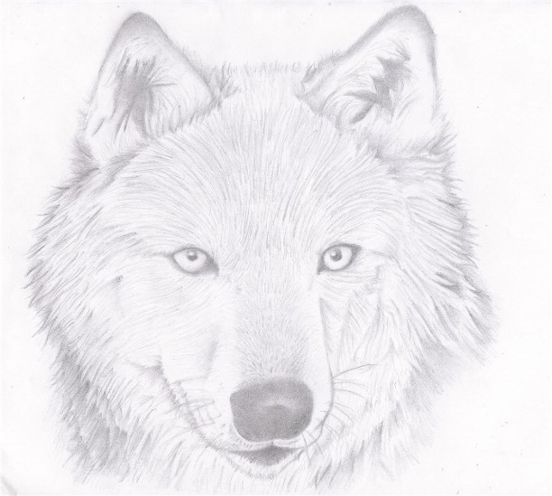 Timberwolf by SidStillHere