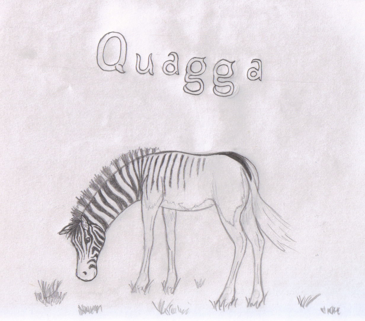 Quagga (b/w) by SilverLiningCloudy
