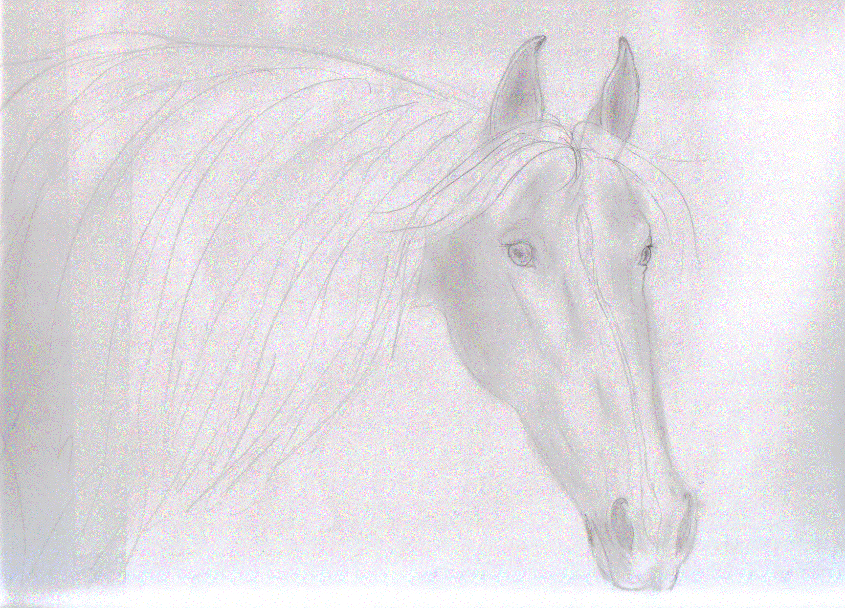 Horse Head (b/w) by SilverLiningCloudy