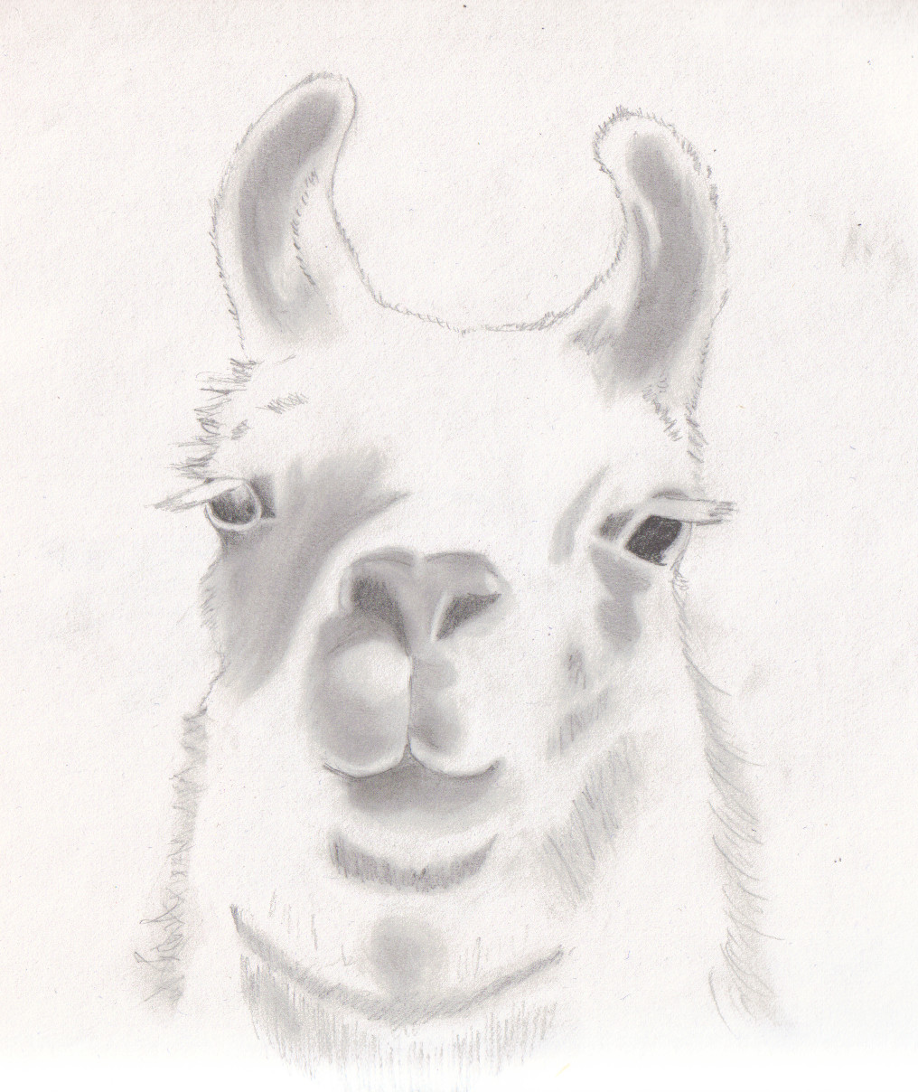 Llama Headshot by SilverLiningCloudy