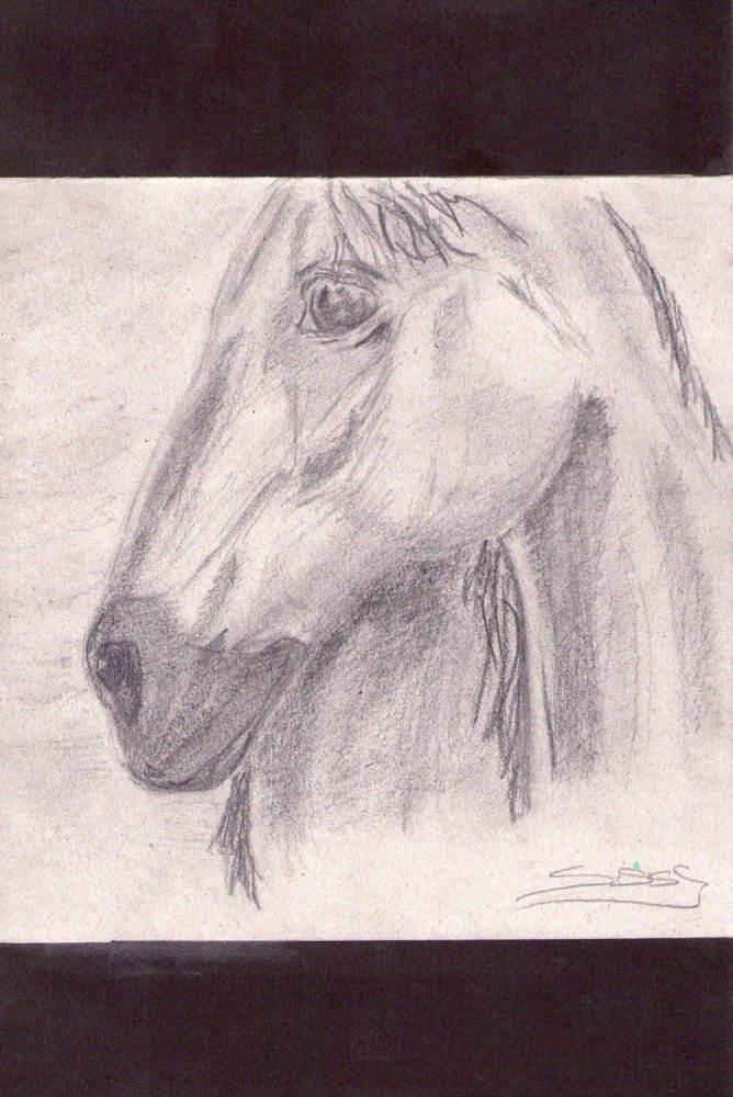 Horse by Sissy