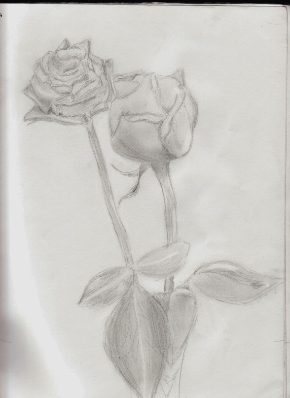 Roses by SmilyFacedGurl