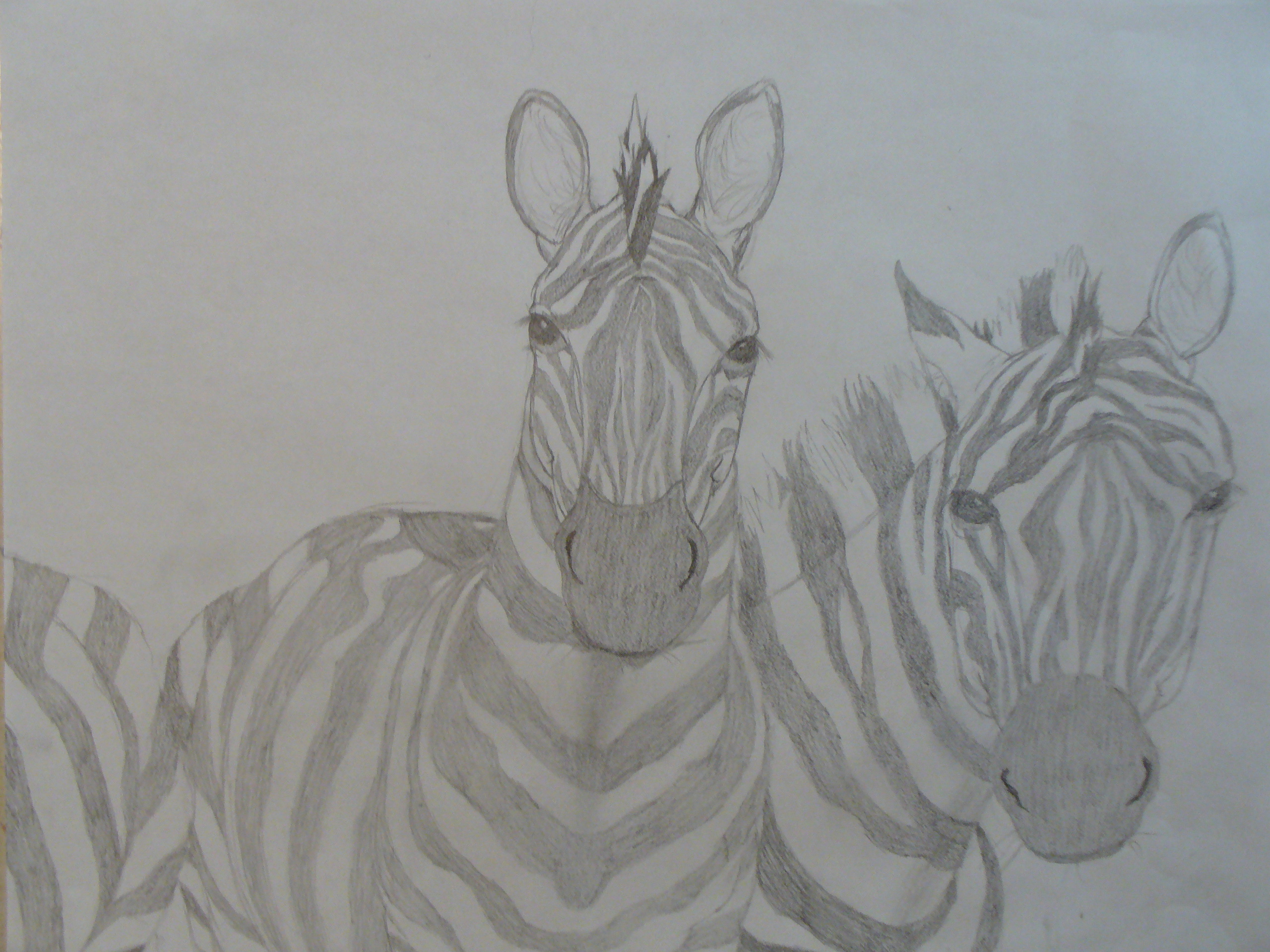 Zebras by Soccermustang