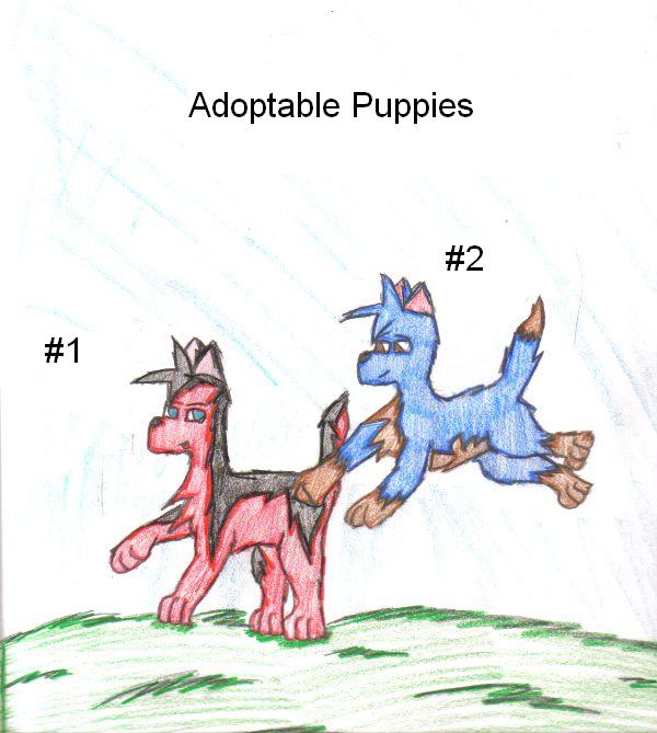 adptable dogs by Sodapop