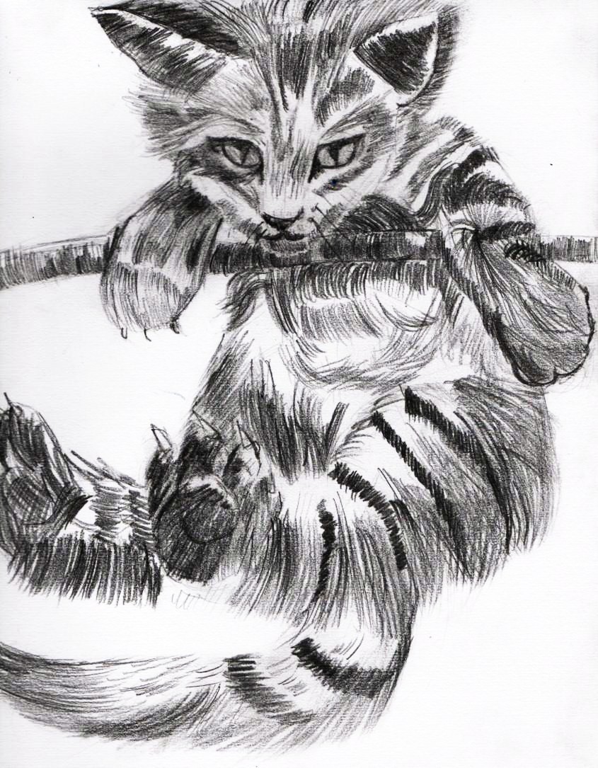 Kitten ... by SofeSmity