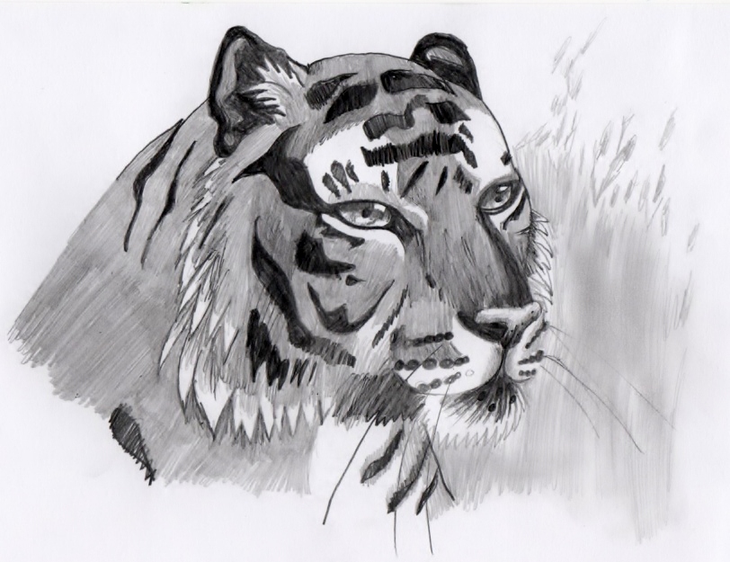 Tiger by SofeSmity