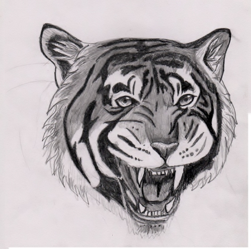 Tiger 2 by SofeSmity