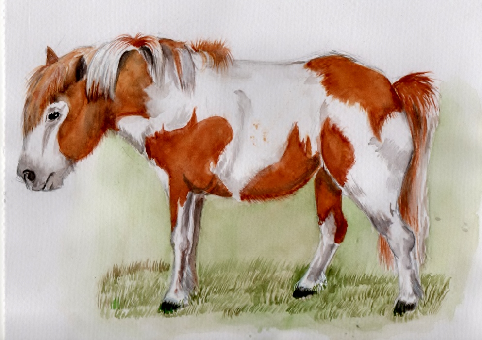 Shetland Pony by SofeSmity