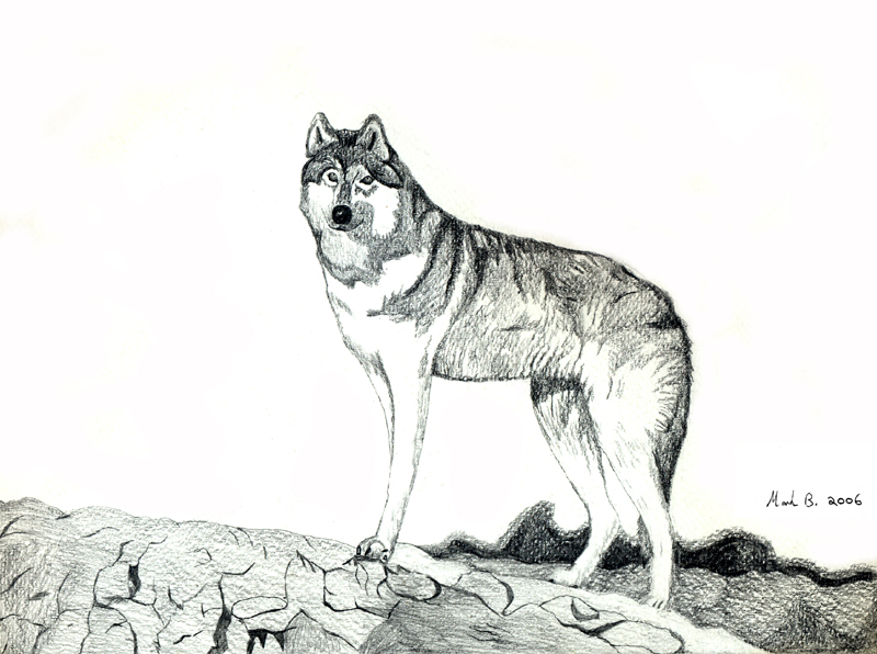 Grey Wolf by SonoftheAbyss