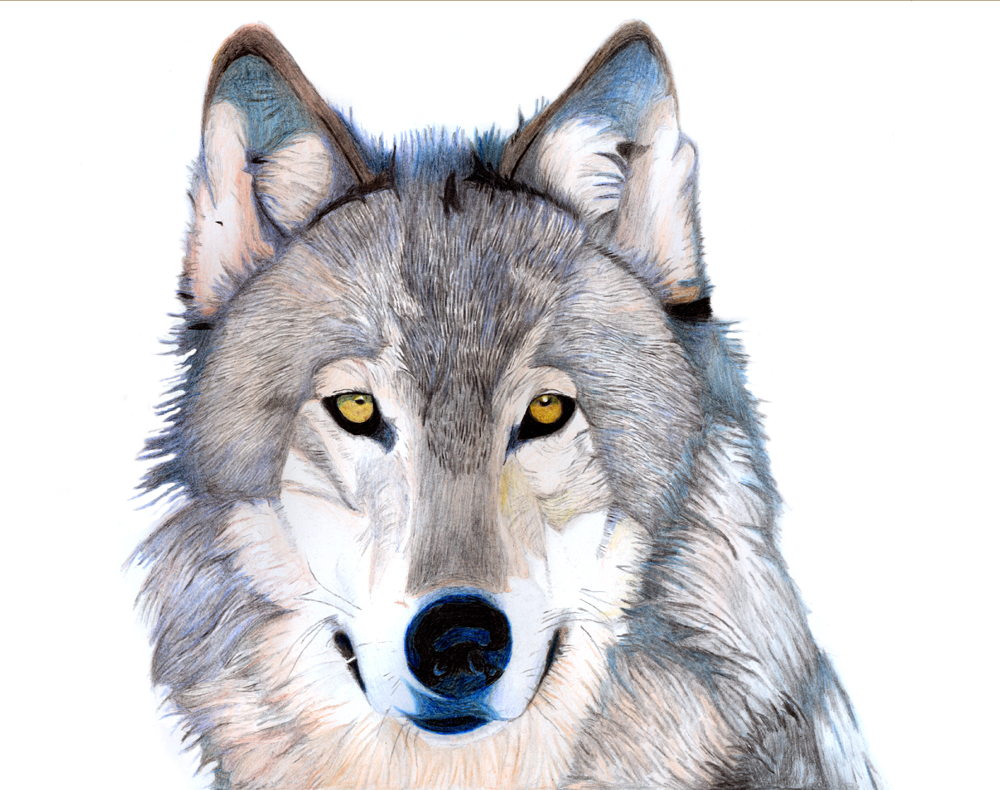 Grey Timber Wolf by SonoftheAbyss