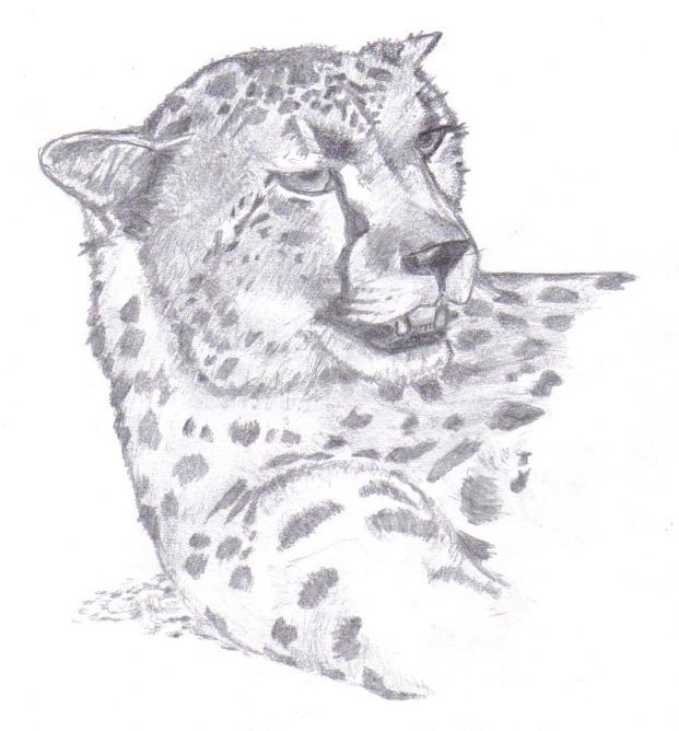 Cheetah by Sora_the_Explorer