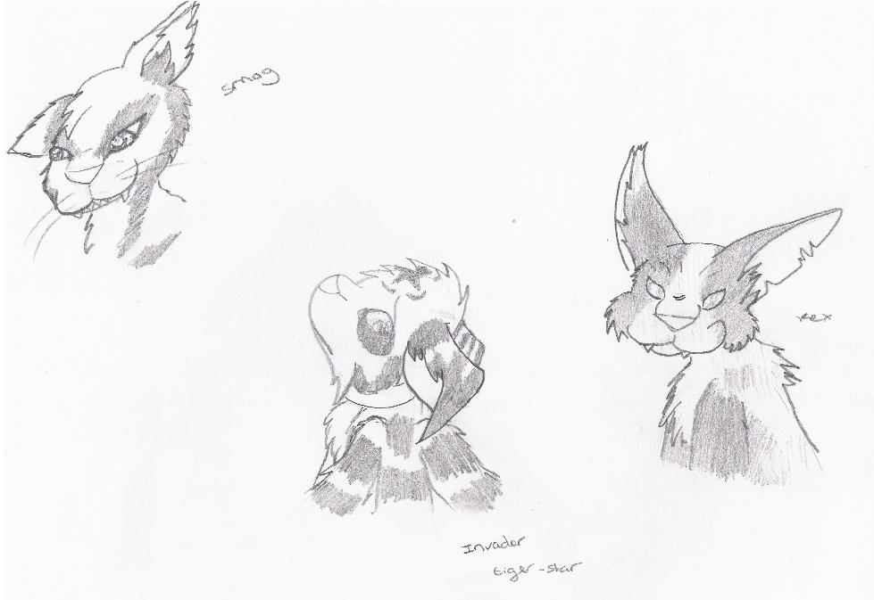 head doodles for invader tigerstar by Splixx