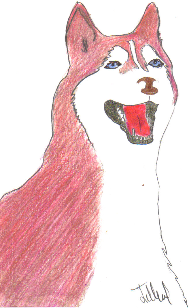 Siberian Husky by Spottedfur