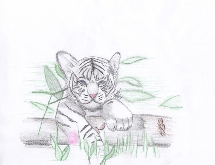 White Tiger Cub by Staraiden