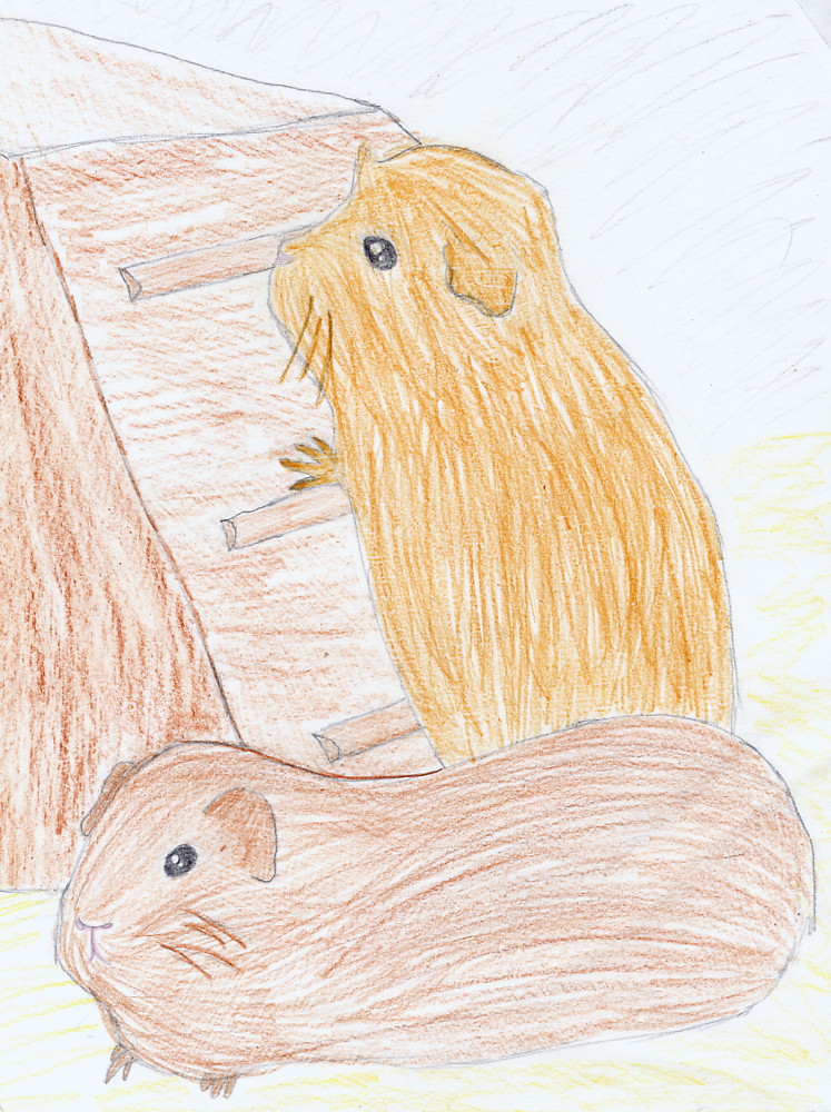Two guinea pigs by Starlene