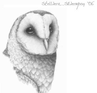 Barn Owl by Stellvera_Silvermoon
