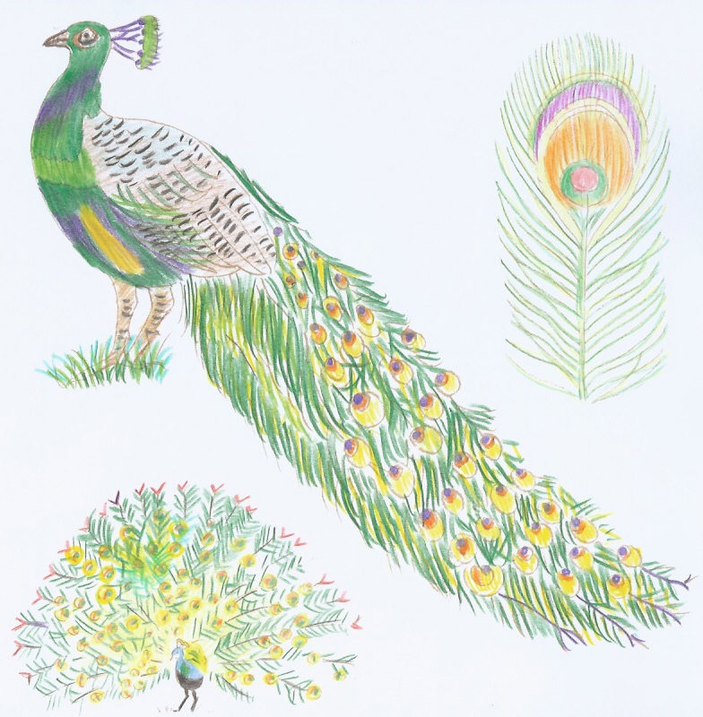 Peacock by Sukooru