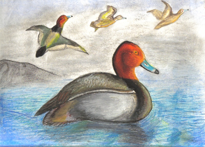 Redhead Duck by SunStorm