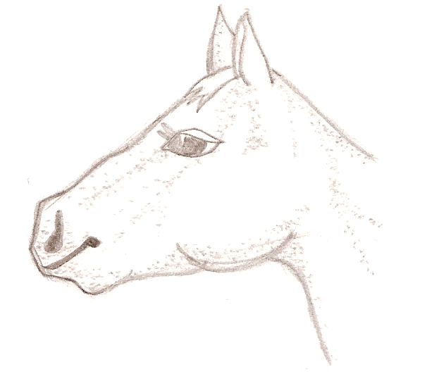 Horse Head by Swany