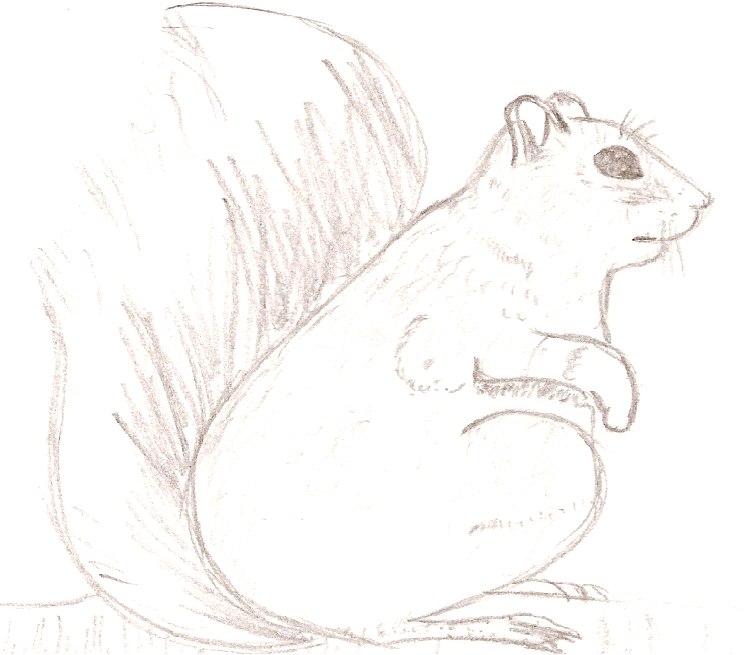 Squirrel by Swany