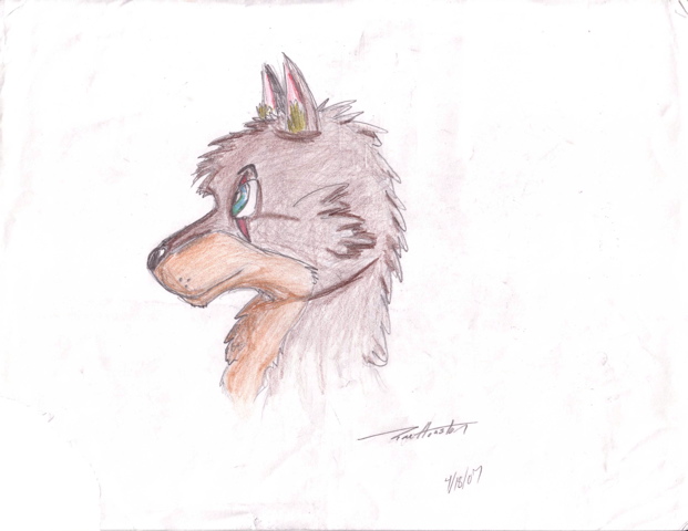 wolf doodle colored by salamandereffect