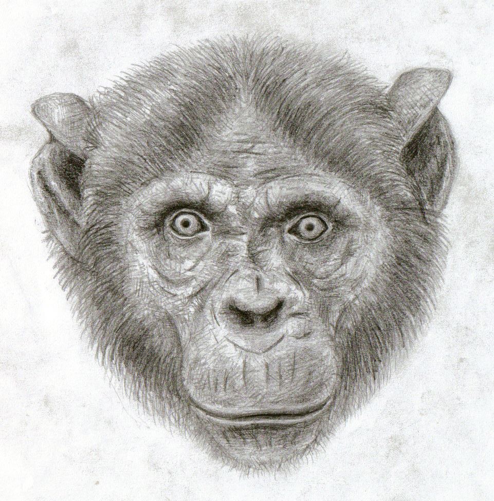 chimpanzee face by scarybuttfreezer