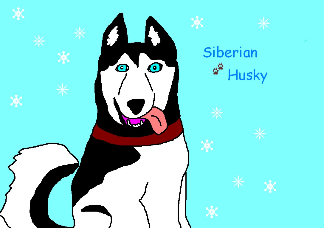 Siberian Husky by schnauzer0toby