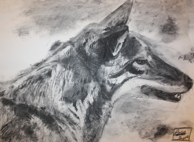 Charcoal Coyote by scooter_girl_Haruko
