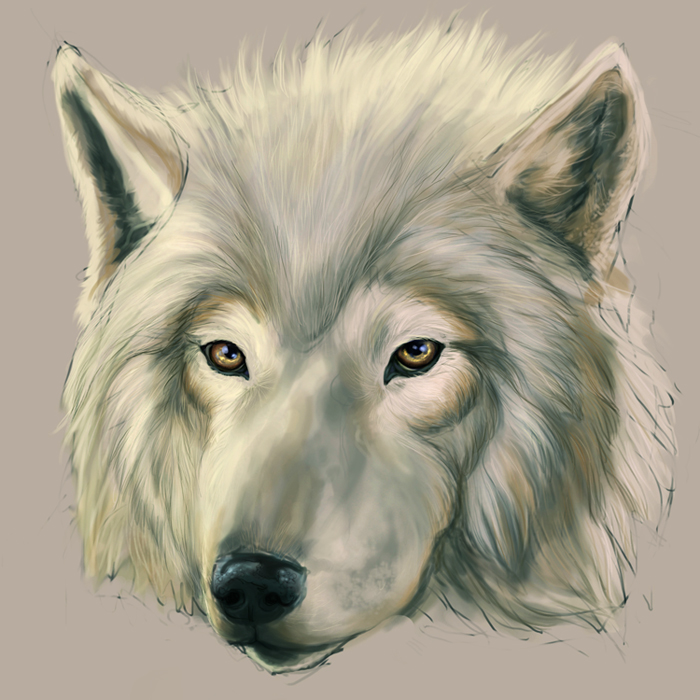 Wolf Head Study by sephirothsshadow
