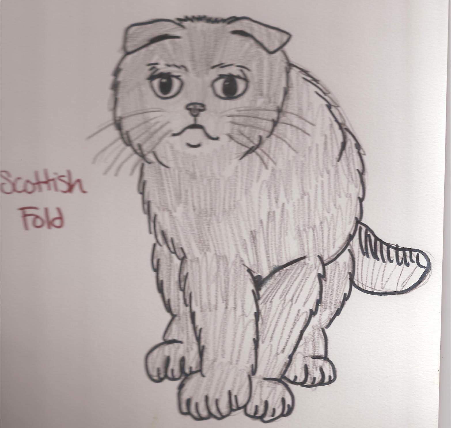 Scottish Fold Kitten by sflower250