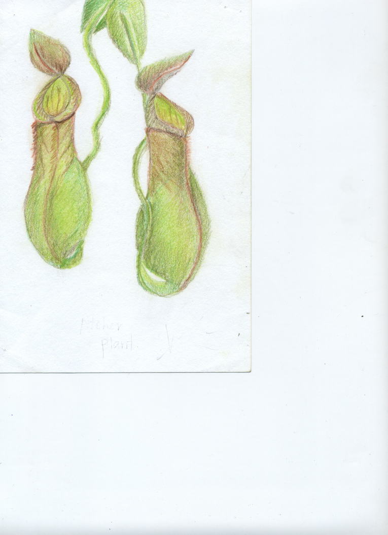 pitcher plant by shadowsierra88