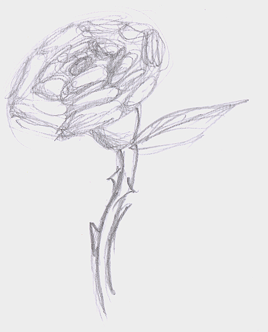 A Rose Sketch. by shadowsofvoltage