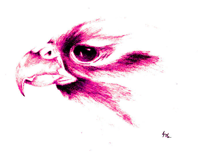 Falcon head by shadowsphinx22