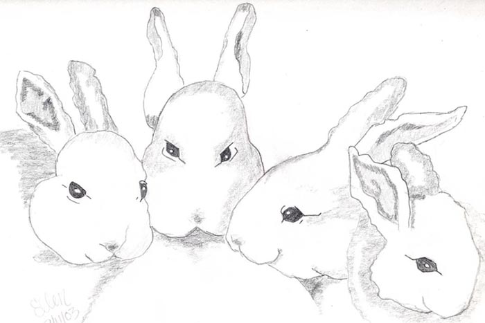 Bunny Rabbits by shenanigan
