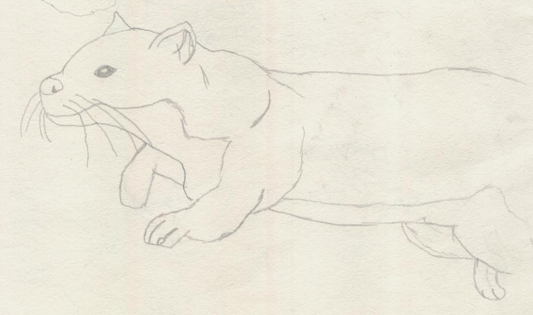 ferret by silvereye