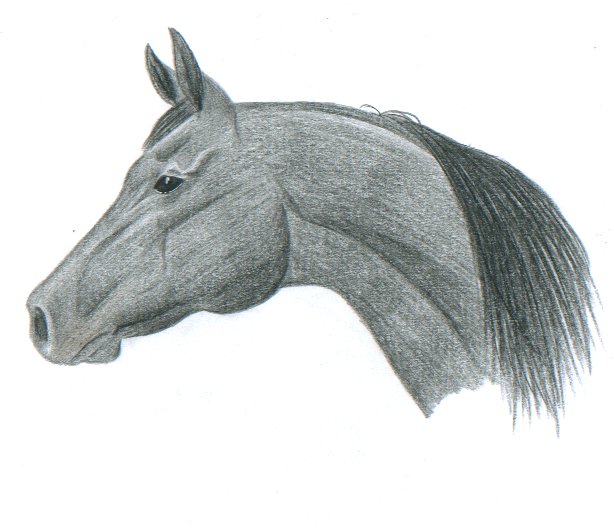 Arabian Horse by sir_integral