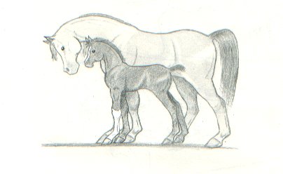 Arabian Mare & Foal by sir_integral