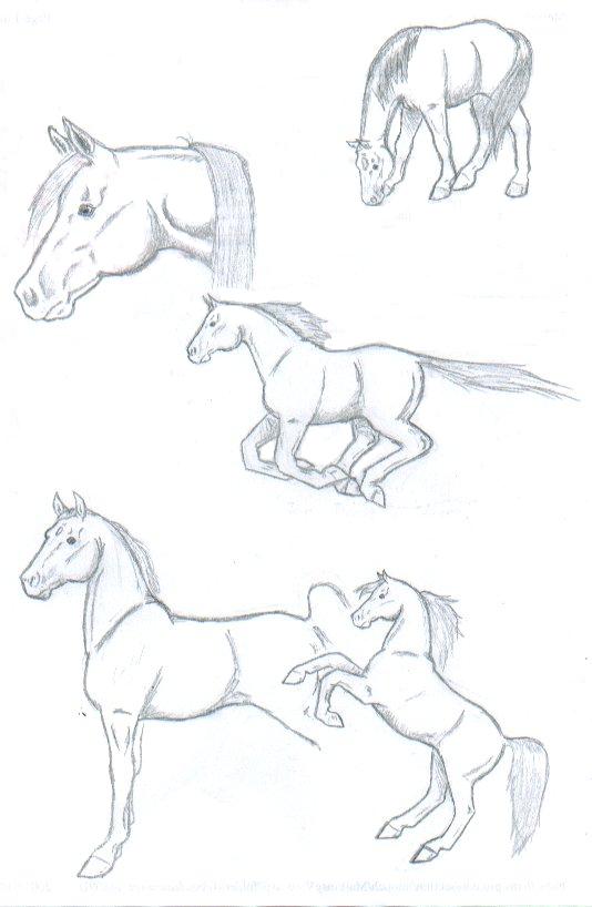 Horse Sketches by sir_integral