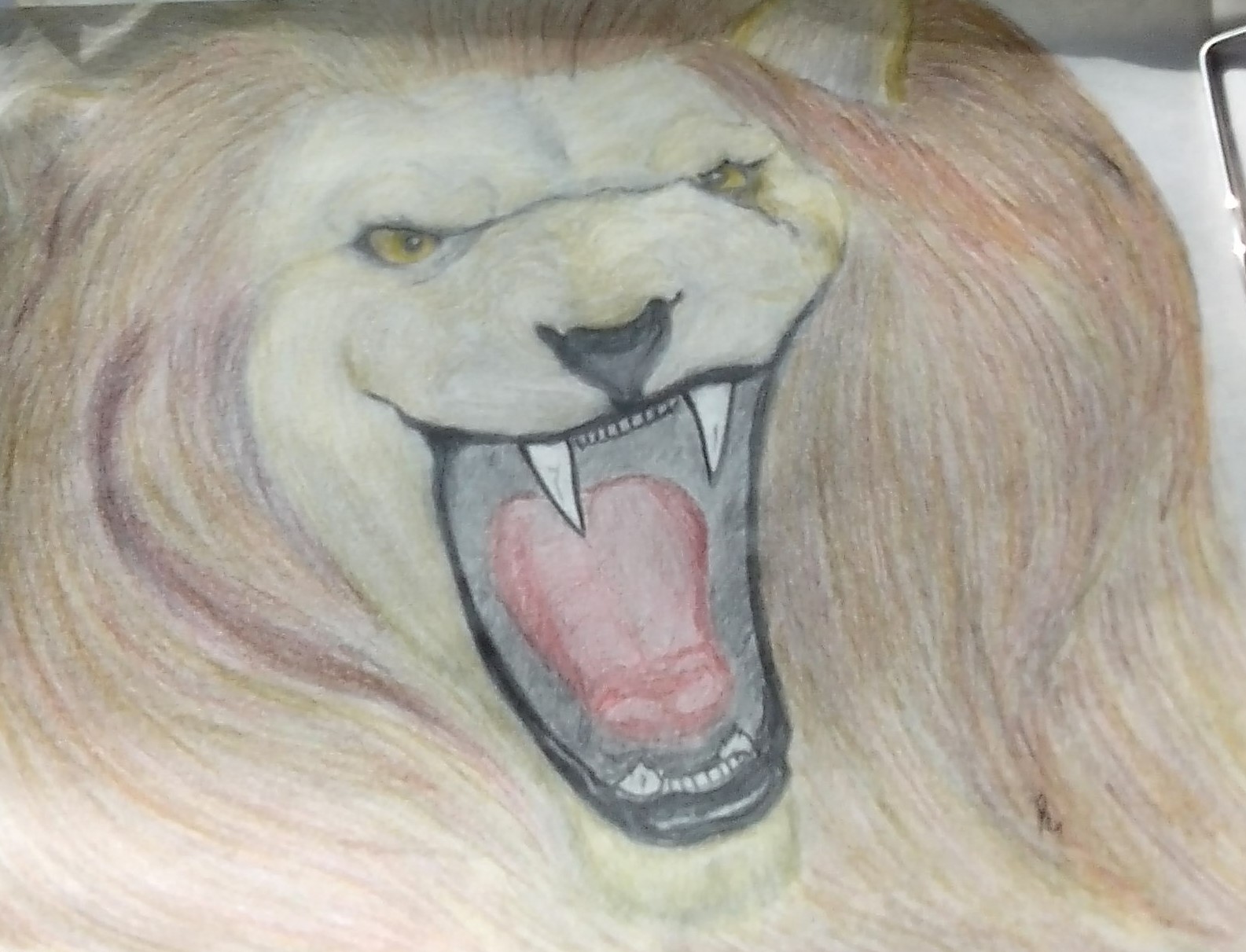 lions roar by smokeybandit1
