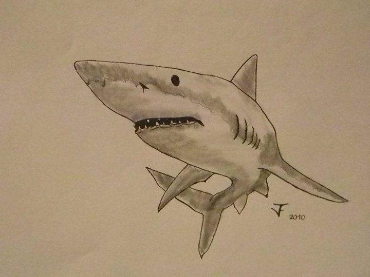 shark by sniping101