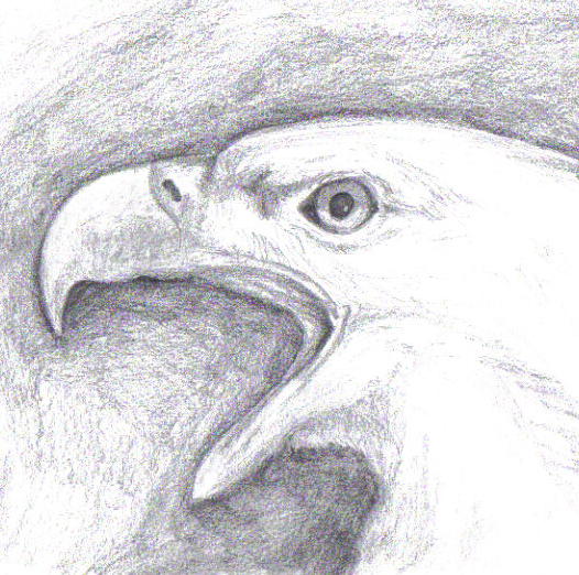 eagle3 by snowbird431