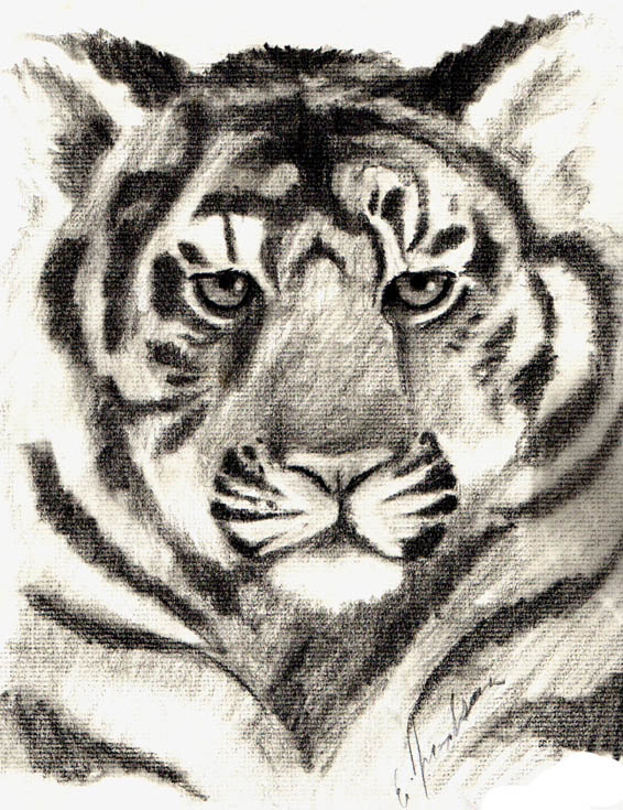Tiger Gaze by snowbird431