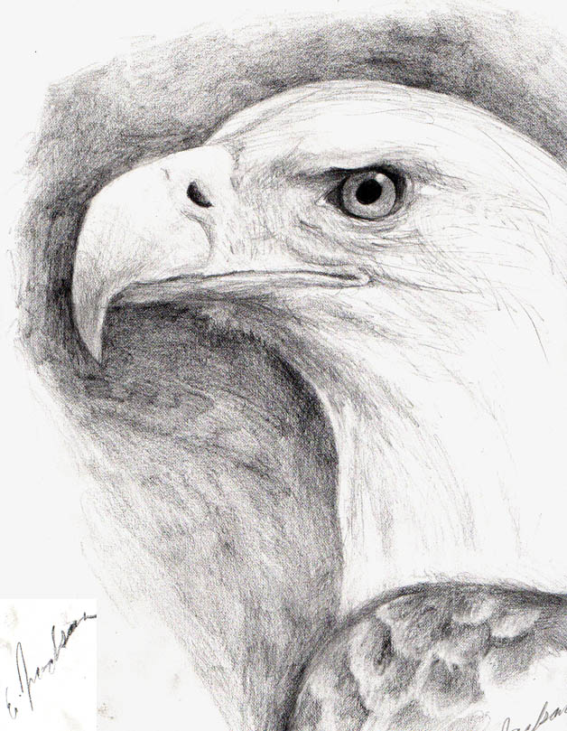 eagle look by snowbird431