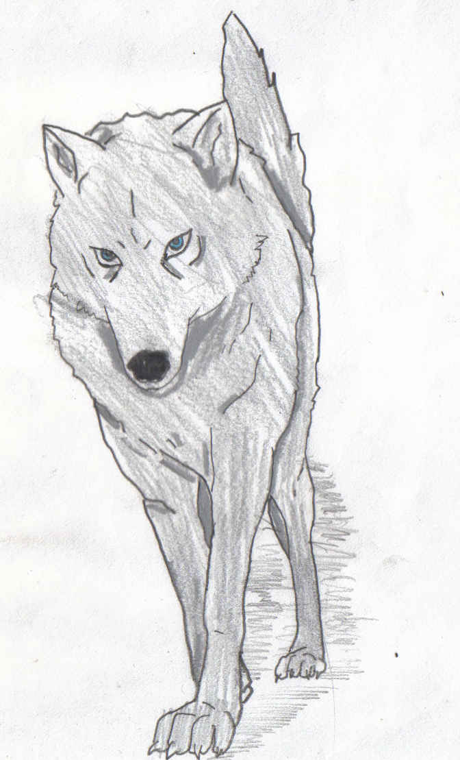 grey wolf by songoku2004