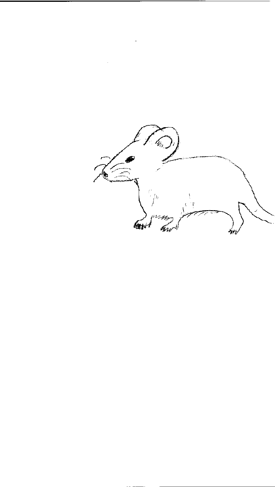a mouse!! by squeakermcsqueaksalot